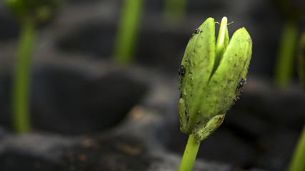 agriculture plant seeding growing