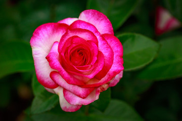 Fragrant Rose in Full Blossom