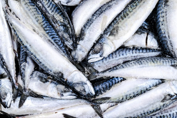 Frozen mackerel. Frozen group of fish. iced atlantic fish. Mackerel. Mackerel pattern. Mackerel texture.