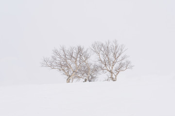 The tree standalone on the fluffy snow in the high of Asari peak at Hokkaido