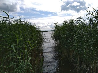 lake with reeds and the sky with clouds