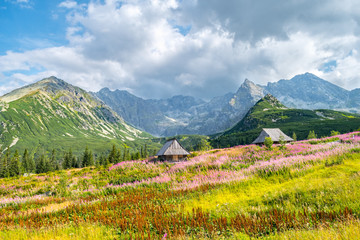 Wooden huts on a sunlit mountain meadow with fireweed flowers in Tatra Mountains, Poland with cloudy mountain peaks in the background.  © Bence