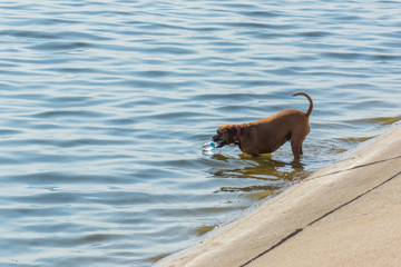 A Female Dog Fetching a Bottle from the Lake