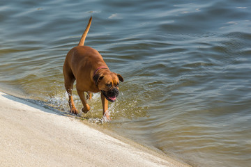A Female Dog Walking on the Beach on a Hot Summer Day