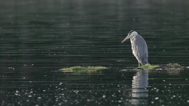 Un h&eacute;ron dans un lac / A heron in a scottish loch in slowmotion
