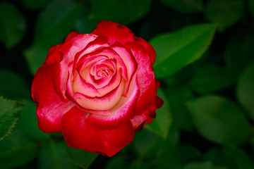 Fragrant Rose in Full Blossom