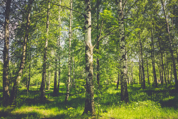 Fototapeta premium Green trees in summer park retro