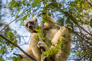 Sifaka lemur hanging on a brach tree