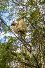 Sifaka lemur hanging on a brach tree