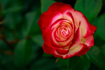 Fragrant Rose in Full Blossom