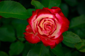 Fragrant Rose in Full Blossom
