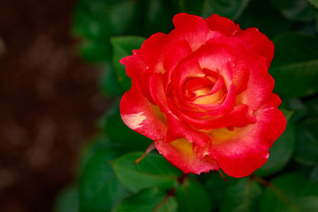 Fragrant Rose in Full Blossom