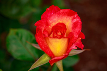 Fragrant Rose in Full Blossom