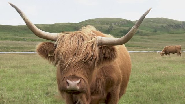 Portrait vache highland dans un champ / Portrait of highland cow in a field