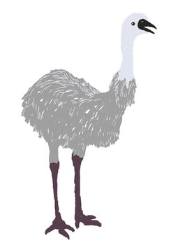 isolated hand brush ostrich illustration