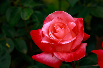Fragrant Rose in Full Blossom