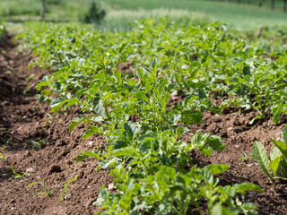 Potatoe plants growing in the field