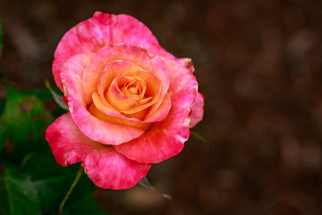 Fragrant Rose in Full Blossom