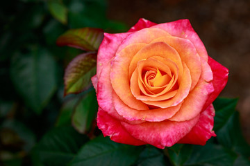 Fragrant Rose in Full Blossom