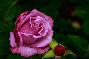 Fragrant Rose in Full Blossom
