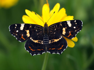 Landkärtchen auf gelber Blüte