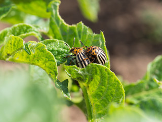Pair of Colorado potato beetle