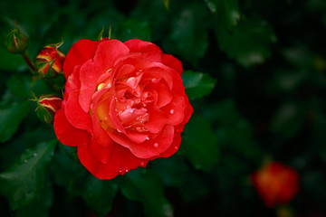 Fragrant Rose in Full Blossom
