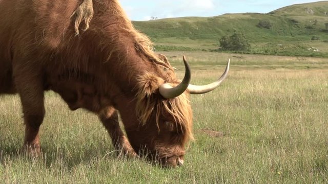 Une vache highland broute dans un champs / A highland cow grazes in a field