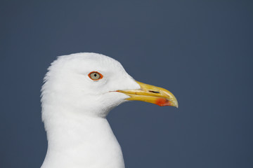 Head of a adult Lesser Black-backed Gull, Larus fuscus, against blue sky.