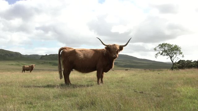 Une vache highland dans un champ / A highland cow in a field