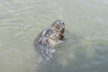 Obraz premium Sea lion in the water and call traveller give the feed for it at Otaru Aquarium.