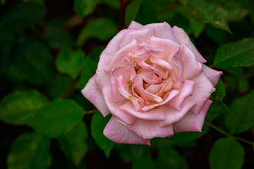 Fragrant Rose in Full Blossom