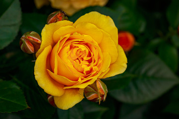 Fragrant Rose in Full Blossom