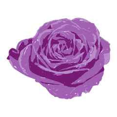 Obraz premium isolated hand drawn brush purple rose illustration