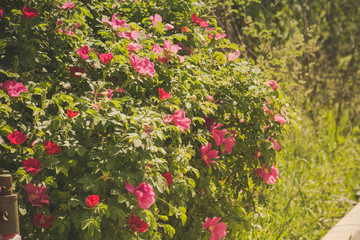 Pink flowering briar retro