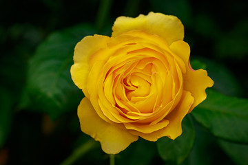 Fragrant Rose in Full Blossom