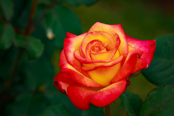 Fragrant Rose in Full Blossom