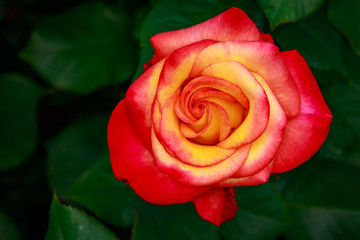 Fragrant Rose in Full Blossom