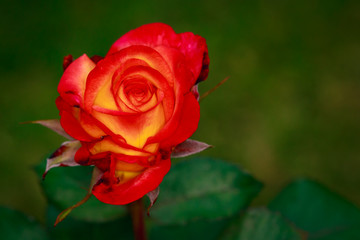 Fragrant Rose in Full Blossom