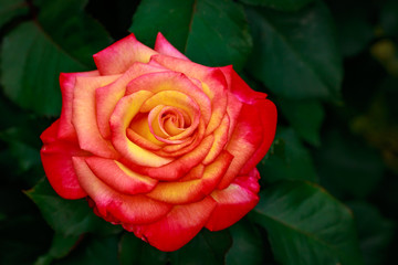 Fragrant Rose in Full Blossom