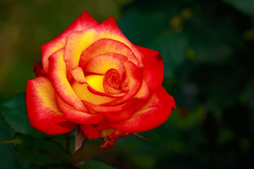 Fragrant Rose in Full Blossom