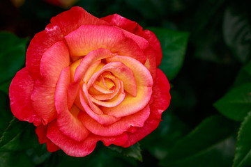 Fragrant Rose in Full Blossom