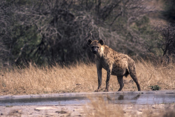 Spotted Hyeana (Crocuta crocuta), Kruger National Park, Mpumalanga, South Africa

