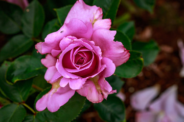 Fragrant Rose in Full Blossom