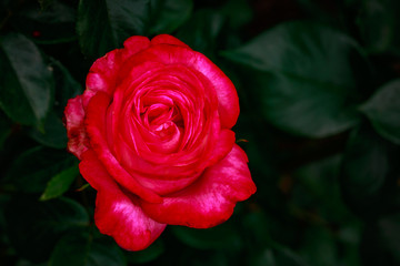 Fragrant Rose in Full Blossom