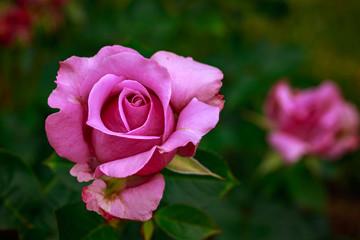 Fragrant Rose in Full Blossom