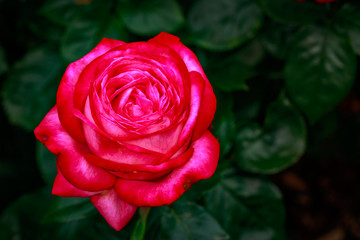 Fragrant Rose in Full Blossom