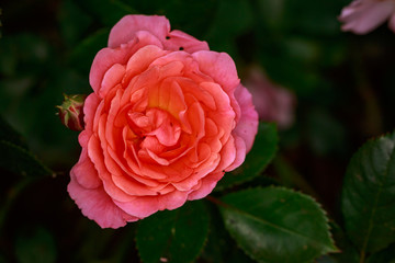 Fragrant Rose in Full Blossom