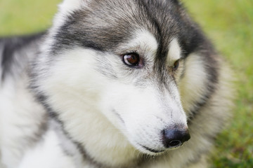 Naklejka na ściany i meble Close up face of siberian husky dog laying the green grass.