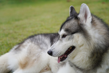 Naklejka na ściany i meble Siberian husky laying on green grass in the clear day.